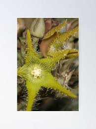 Image result for Orbea dummeri