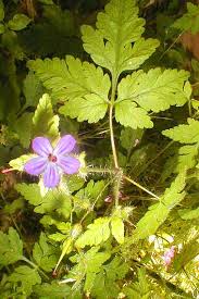 It's a pretty little plant and i was disappointed to discover it is an invasive in my area. Herb Robert Tea Tincture Anti Cancer Natural Herbal Remedy