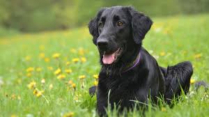 Flat coated retrievers are naturally obedient, and thrive on. Flat Coated Retriever Price Temperament Life Span