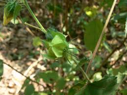 Image result for Hibiscus vitifolius