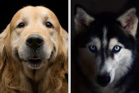 Around the same time they were recognized by the british kennel club and are now one of the most popular breeds in the united states. Golden Retriever And Husky Mix Goberian Things To Know