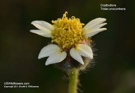 Image result for Tridax