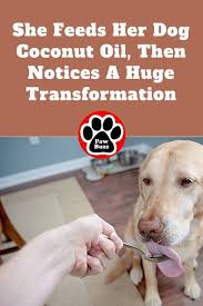 She Feeds Her Dog Coconut Oil Then Notices A Huge Transformation Coconut Oil For Dogs Elderly Dog Care Dog Shedding Remedies
