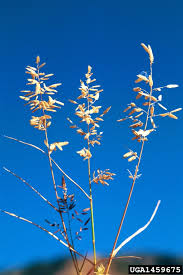 Image result for Eragrostis cilianensis