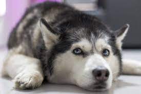 husky 哈士奇 狗 圖 免費圖庫pixabay cute animals puppies husky dogs siberian husky dog