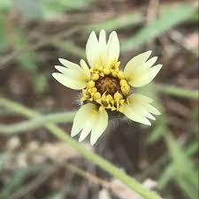 Image result for Tridax