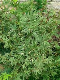 Image result for Shibataea kumasasa