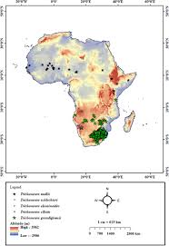 Image result for Trichoneura schlechteri
