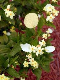 Image result for Pseudomussaenda