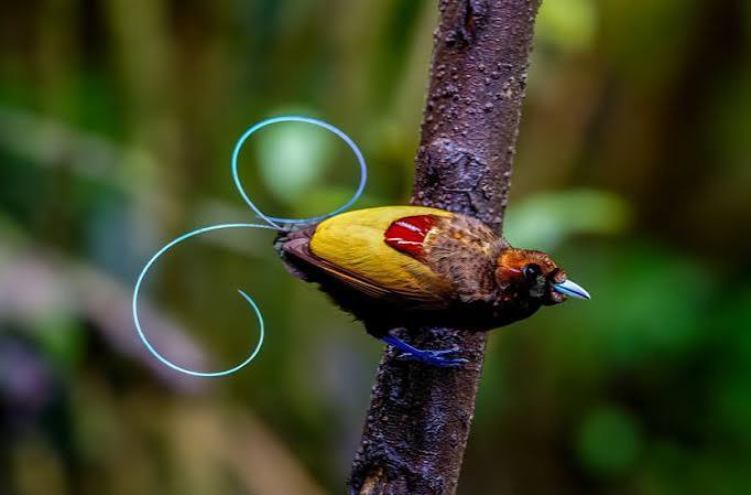 Au Mus&eacute;e du Quai-Branly, le fabuleux tour du monde des oiseaux de paradis