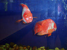 Blood Parrot Cichlid Wikipedia