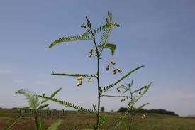 Image result for Sesbania brevipedunculata