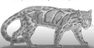 We did not find results for: How To Draw A Clouded Leopard Step By Step