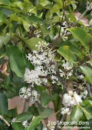 Image result for Pleiocarpa