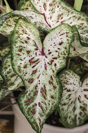 Caladium Care Indoors Growing Caladiums As Indoor Plants House Plant Care Plant Pests Indoor Plant Care
