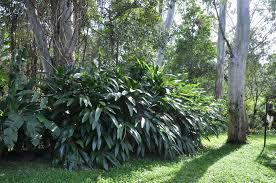 Shell ginger has green striped ovate leaves that make it an ornamental plant. Alpinia Zerumbet Green Shell Ginger Bamboo Land Nursery Qld Australia