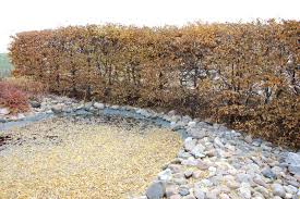 Image result for Živý plot z habru