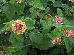 Lantana Cooked Lantana Berries Are Considered Starvation Food In That They Aren T Eaten Unless There S Nothing Else Lantana Edible Wild Plants Edible Plants