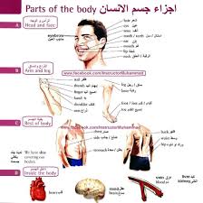 اجزاء جسم الانسان Learning Arabic Teach Arabic Learn English