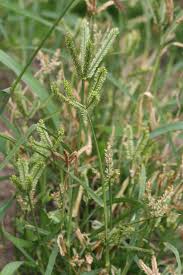 Image result for Eleusine coracana