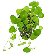 Image result for Hydrolea brevistyla