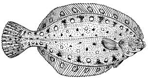 Supercoloring.com is a super fun for all ages: Coloring Page Flounder Free Printable Coloring Pages Img 15730