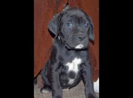 Kslcom Classifieds Photo Viewer Designer Dogs The Perfect Dog Puppies