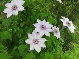 The name clematis is a girl's name of greek origin meaning vine branch. Clematis Patens Wikipedia