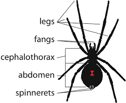 These spiders can be found worldwide with five species established in the united states and are most recognized for the red hourglass. Widow Spiders Vce Publications Virginia Tech