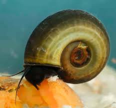 They will use their thousands of teeth, call their friends and dig in! Ramshorn Snails Detailed Guide Care Diet And Breeding Shrimp And Snail Breeder
