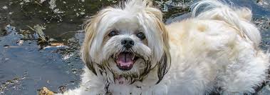 In fact, fewer than 10% of dogs seem to be sick before eating grass, according to their owners. Reasons Why Dogs Eat Grass Hill S Pet
