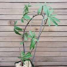 Image result for Corallocarpus welwitschii