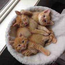 yavru kedi bakimi ve saglik sorunlari heypati adana veteriner klinigi 0533 193 72 84