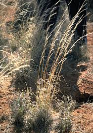Image result for Aristida diffusa