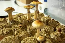 Image result for Psilocybin