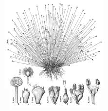 Image result for Syngonanthus longibracteatus