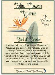 Bird Of Paradise Flower Of Aquarius Aquarius Flower Birds Of Paradise Flower Birds Of Paradise