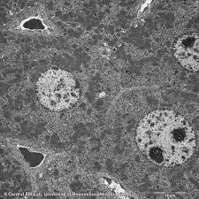 The cell preservation service is to establish a system to cultivate active cells immediately after obtaining pet skin samples. Epoxy Resin Embedding Of Animal And Human Tissues For Pathological Diagnosis And Research Learn Share Leica Microsystems