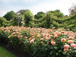 Check spelling or type a new query. Keterangan Mengenai Pelbagai Jenis Bunga Mawar Goldelse Bunga Floribunda Perawatan