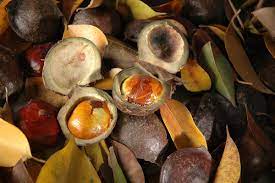 Another word for opposite of meaning of rhymes with sentences with find word forms translate from english translate to english words with friends scrabble crossword / codeword words starting with words ending with words containing. What Is Jengkol In English Know It Info