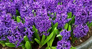 Lily, tulip, and many other members of the lily family liliaceae. Hyacinth Growing Guide Tui Prepare Plant Nourish