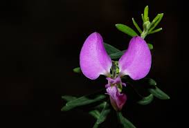 Image result for Polygala gazensis