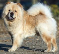Chow Chows What S Good About Em What S Bad About Em