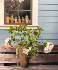 Image result for Rungia paxiana