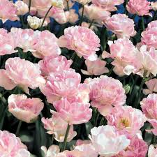 These are among the first flowers to bloom each year, with pansies blooming throughout the winter. Tulip Angelique Bulb Flowers Flower Seeds Garden Bulbs