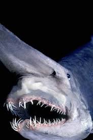 12 Facts About Goblin Sharks Video Goblin Shark Ocean Creatures Sea Creatures