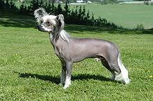 Like most hairless dog breeds, the chinese crested dog comes in two varieties, with and without hair, which can be born in the same litter: Chinese Crested Dog Wikipedia