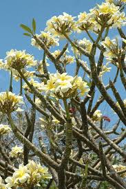 Plumeria Tree Plumeria Tree Plumeria Flowers Flowering Trees