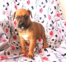 Actually, the pitbull mixed with rottweiler puppies is also known by several different names, it. Rottweiler Mix Puppies For Sale Lancaster Puppies