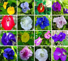 Morbih Lotus Flower Seeds mix